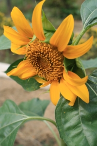 07-01